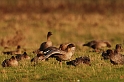 Pink-footed goose stretching - L
